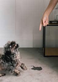 urine stain and odour removal